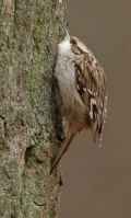 Короткопалая пищуха фото (Certhia brachydactyla) - изображение №2816 onbird.ru.<br>Источник: www.birdsnetherlands.nl